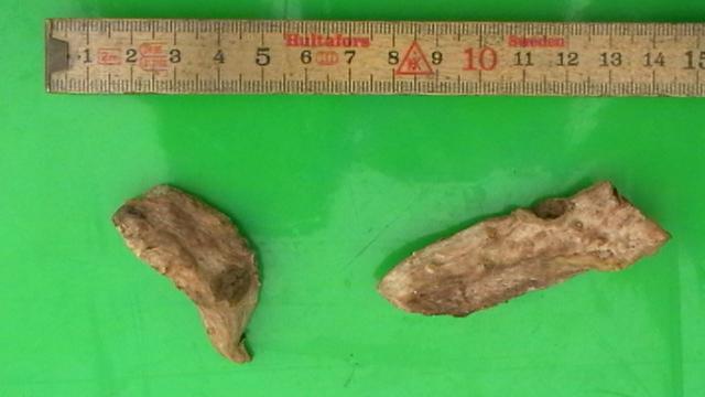 Dried material identified by its photographer as Iris germanica orris root.