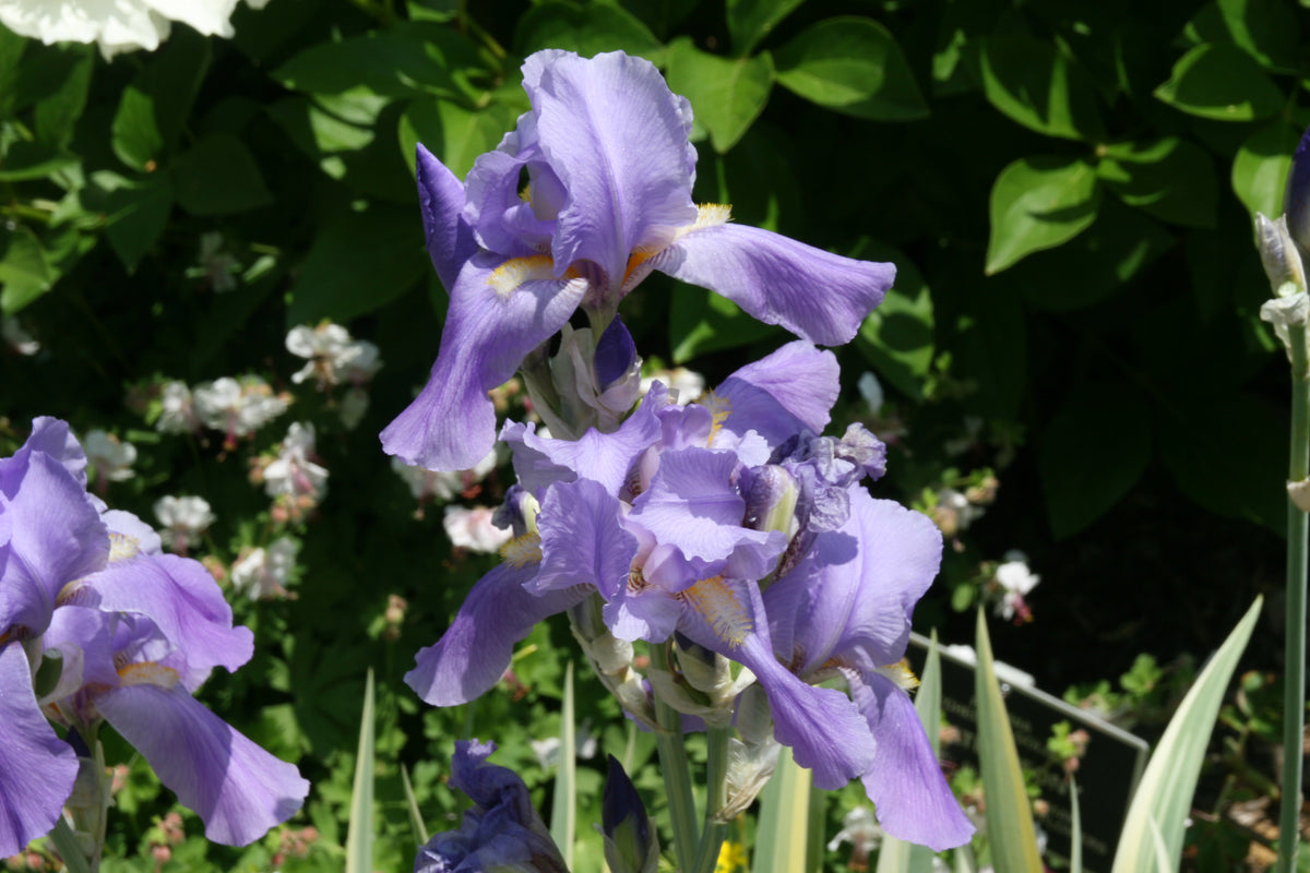 Iris pallida 'Variegata' photographed at Brookside Gardens, Maryland.
