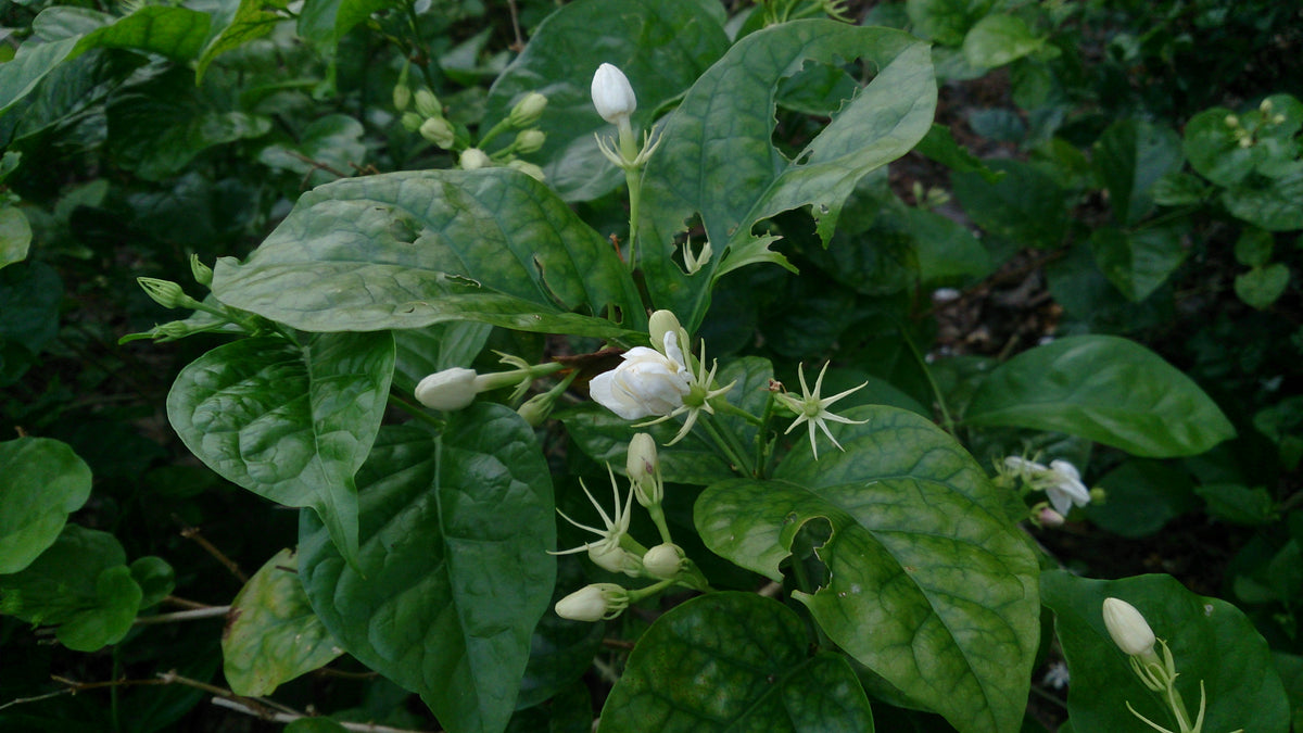 Jasminum sambac flowers, buds and leaves, photographed by Mokkie.