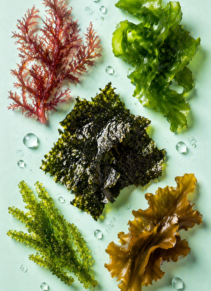 Sea Notes