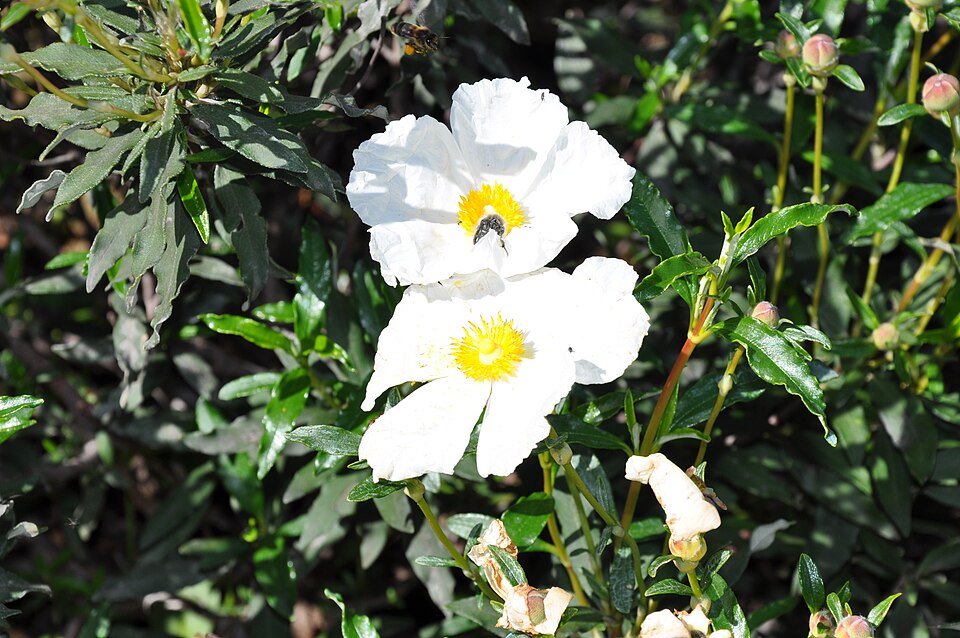 White flowers and leaves of a Cistus ladanifer shrub
