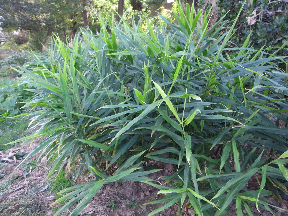 Zingiber officinale growing in Bupyeong, Korea.