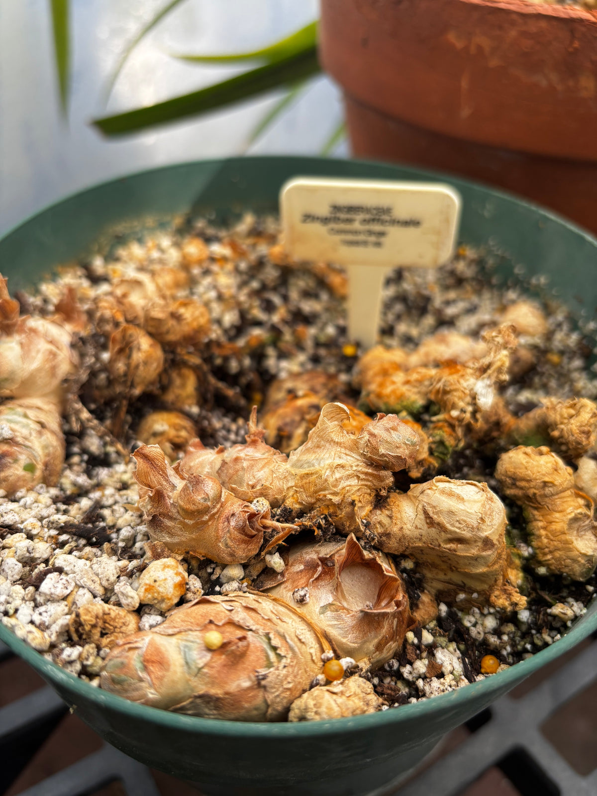 Ginger rhizome: the knobbly plant part behind the familiar raw material.