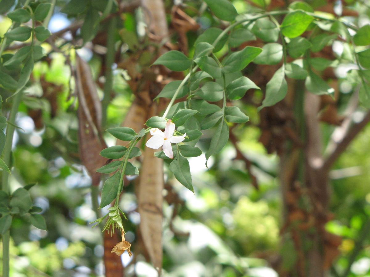 Jasminum grandiflorum flowers and leaves photographed at Wailuku, Maui.