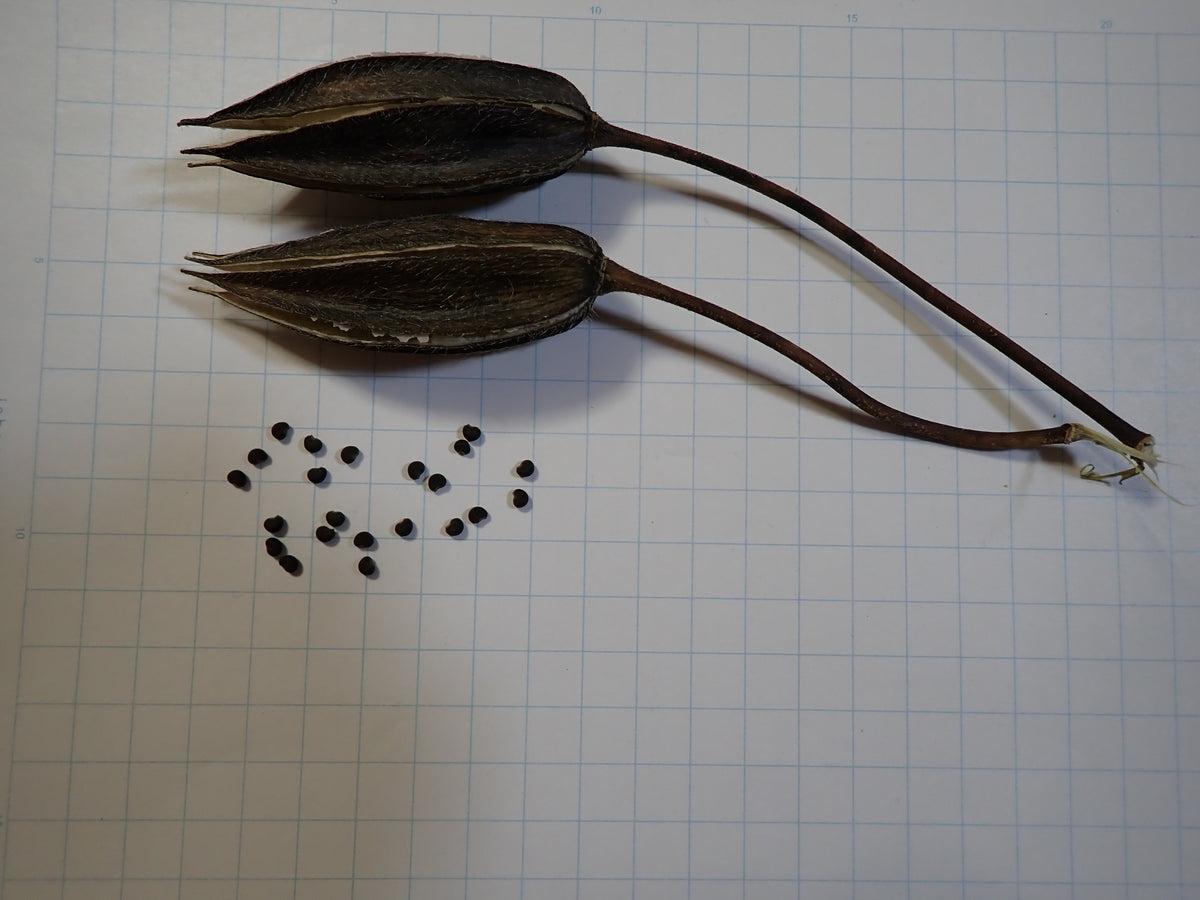 Opened ambrette seed capsules and small dark seeds on squared paper