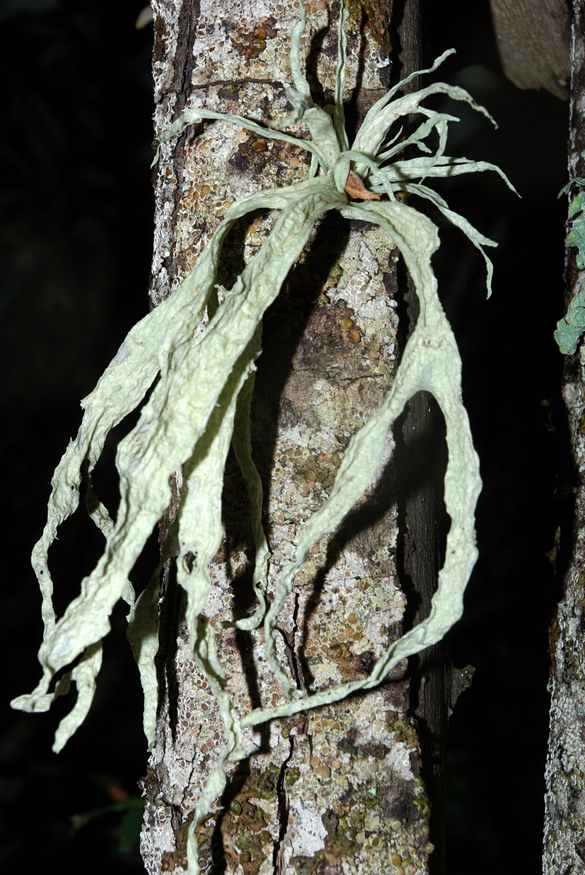 Evernia prunastri photographed in León, Spain.