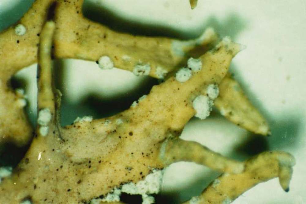 Close-up of an identified Evernia prunastri herbarium specimen held by the New York Botanical Garden.