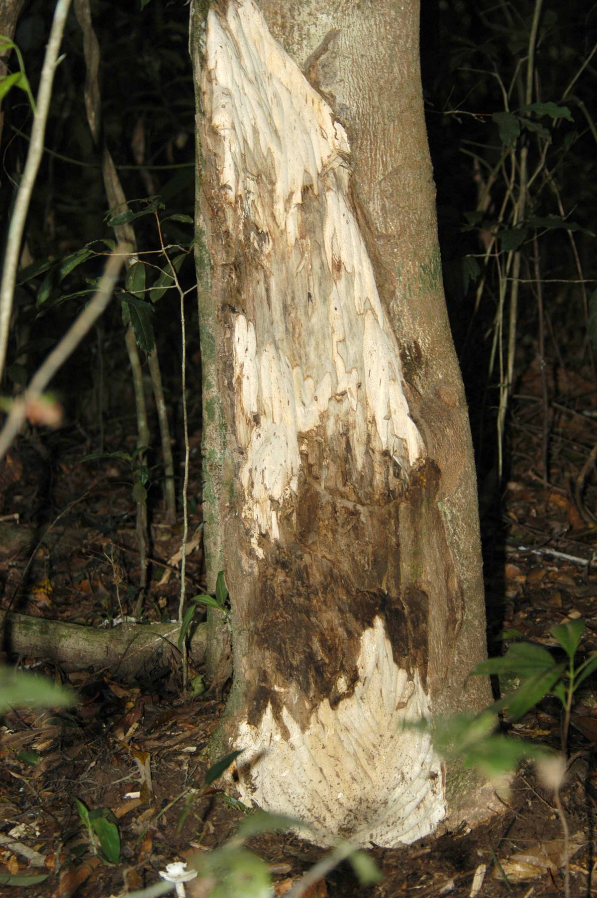 An Aquilaria crassna trunk with a long damaged area of bark in a forest