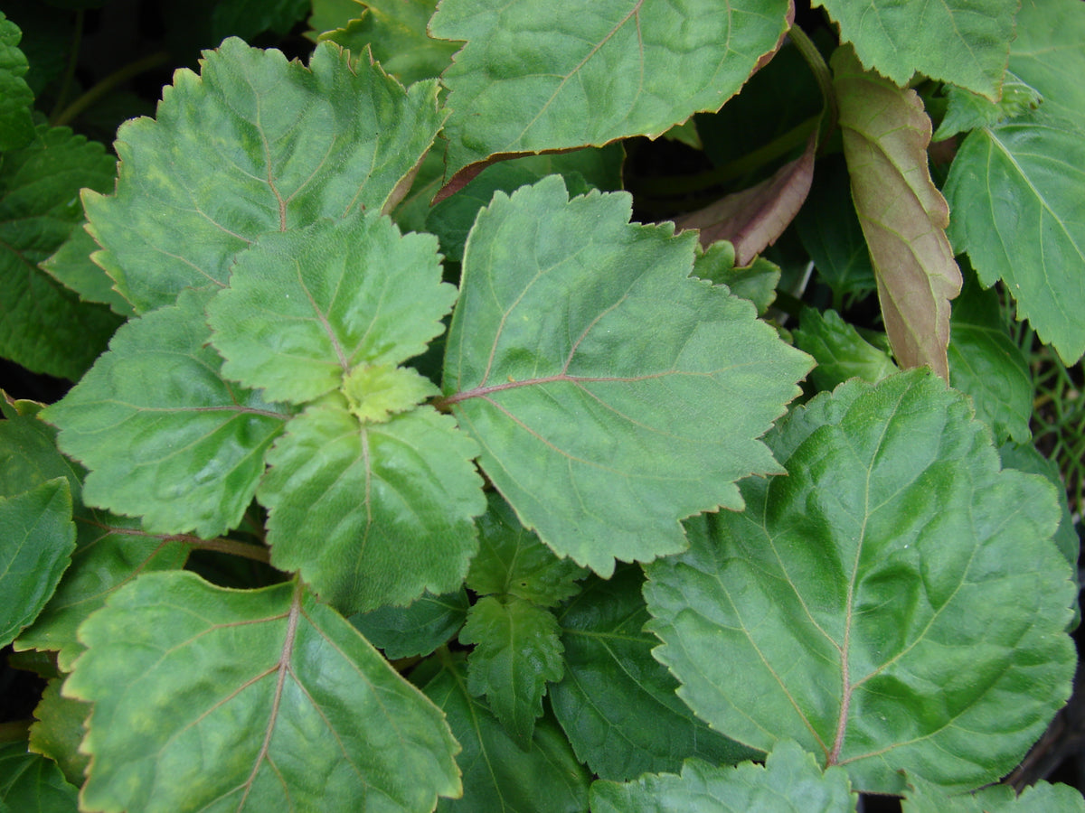Textured green Pogostemon cablin leaves with visibly toothed edges
