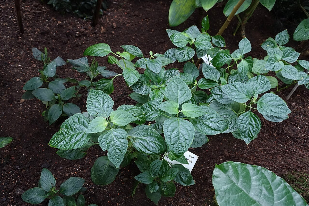 A leafy patchouli plant growing as a botanical garden specimen