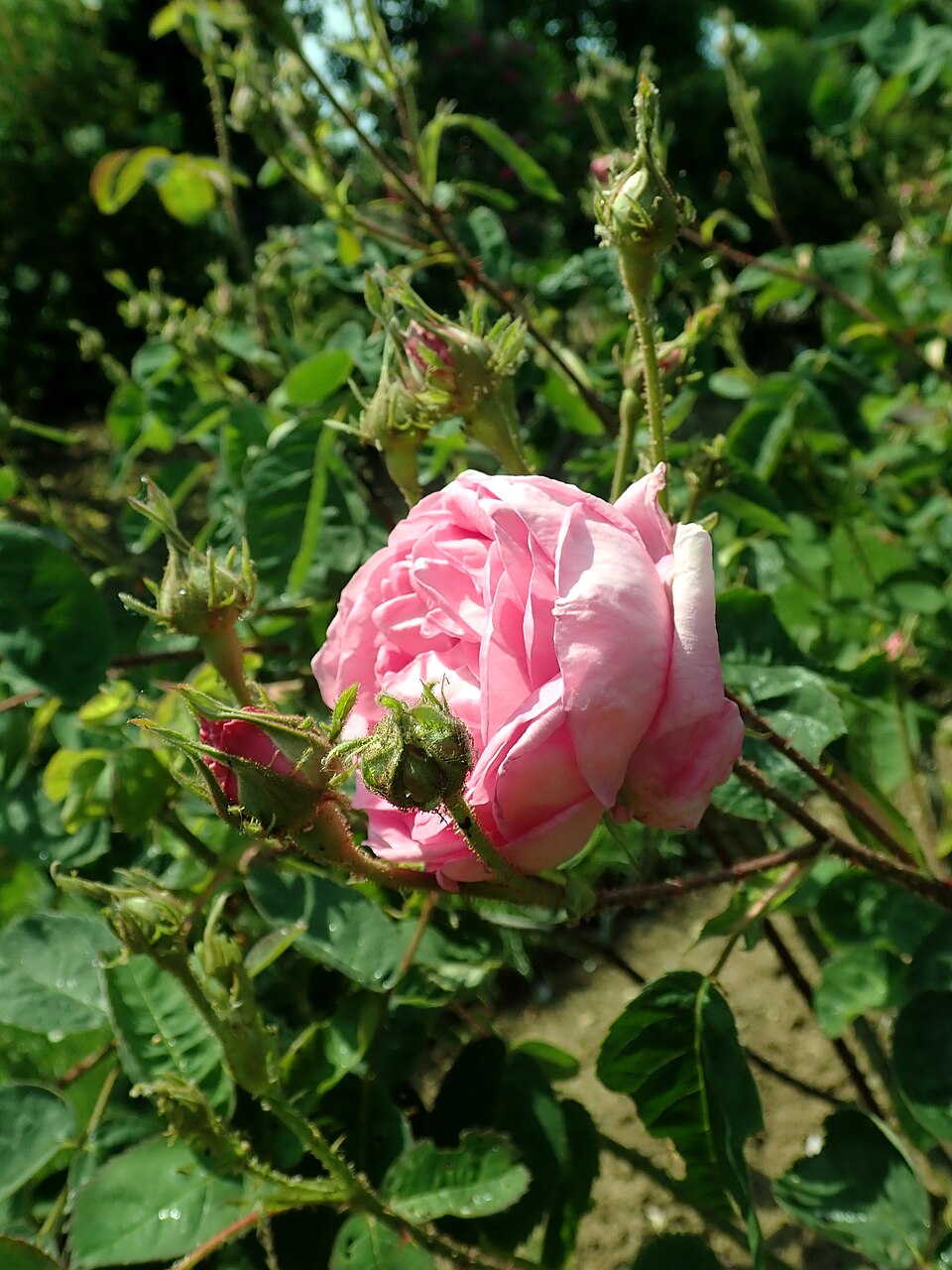 A rounded pink Rosa centifolia bloom with green sepals and surrounding foliage