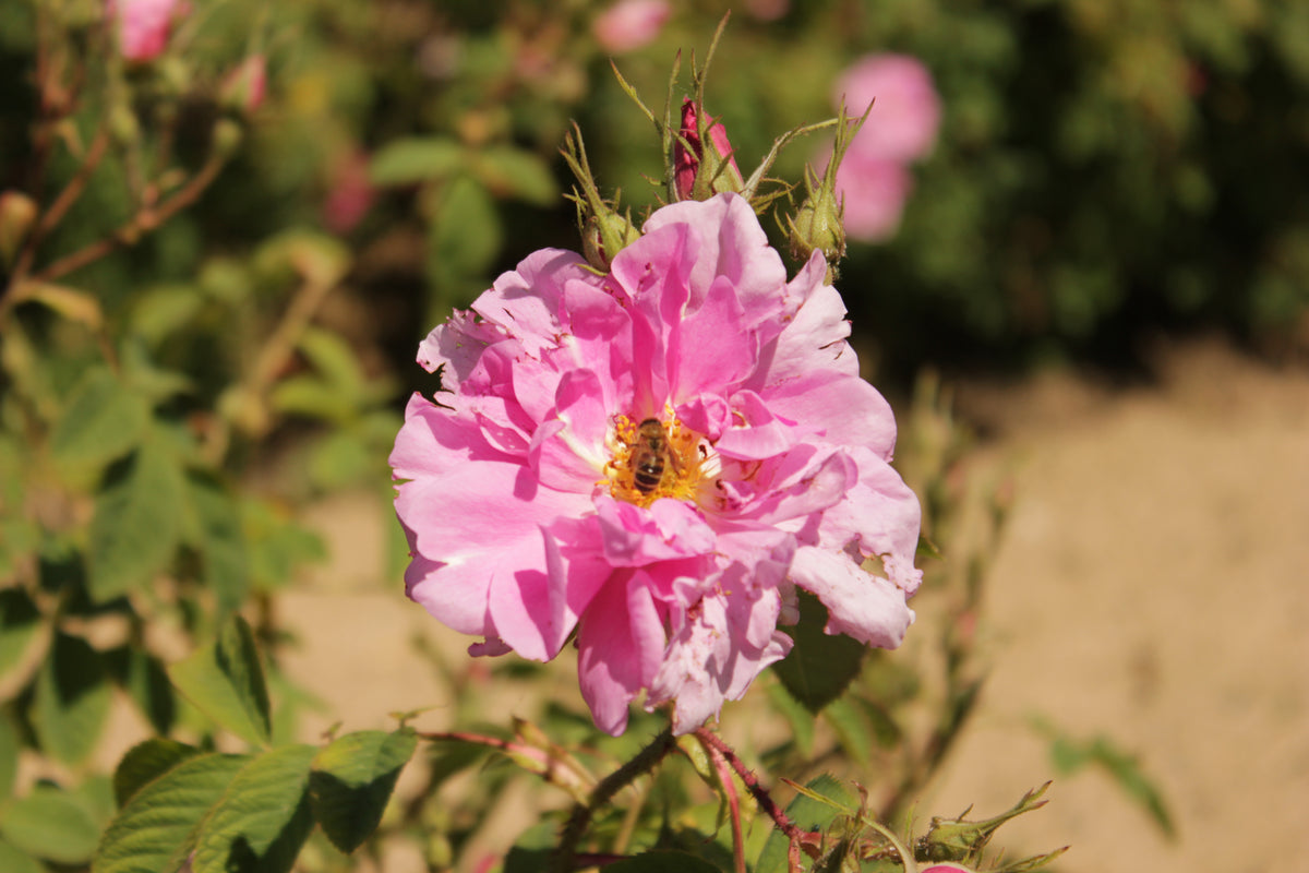 A pink Damask rose in bloom, surrounded by buds and green foliage