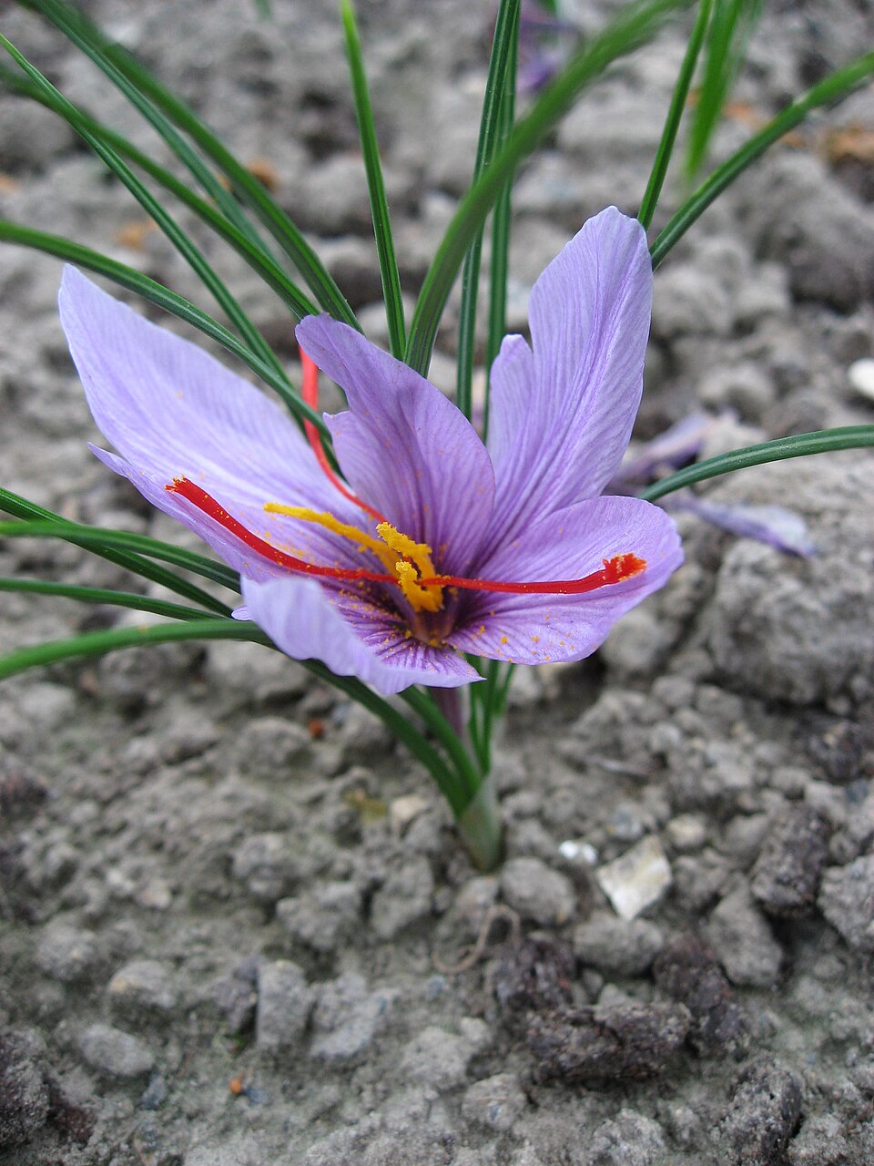A lilac Crocus sativus flower with red stigma branches and yellow anthers