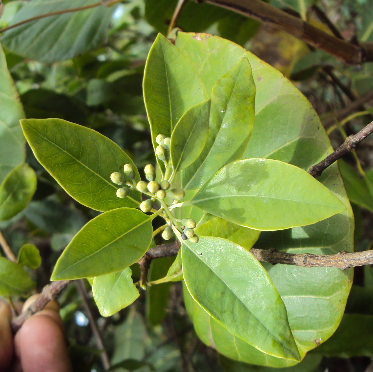 Leaves and flowers identified by the photographer as Santalum album