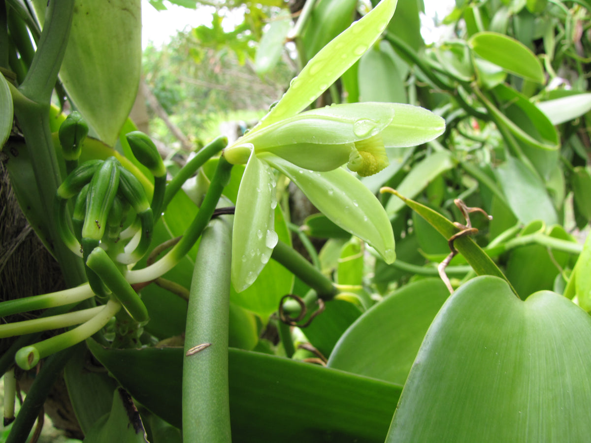 Pale green Vanilla planifolia flower among leaves on a climbing vine