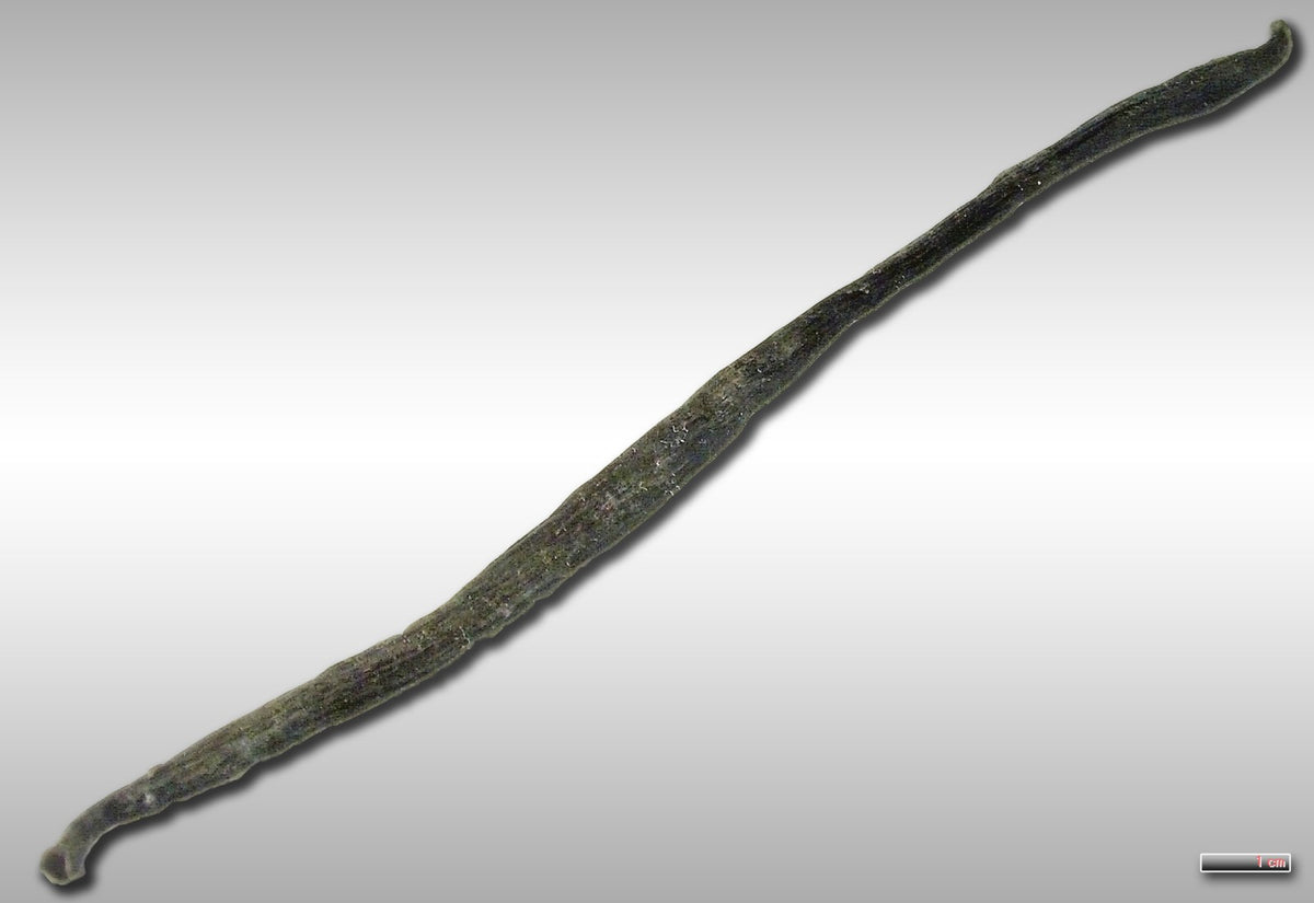Dried vanilla pod photographed against a pale background with a small scale