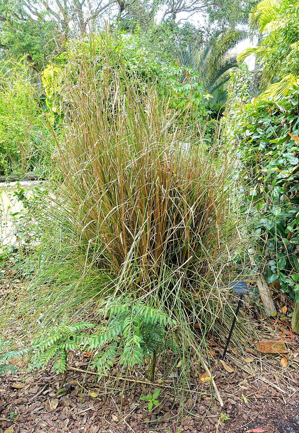 A tall clump of narrow-leaved vetiver grass growing in a botanical garden