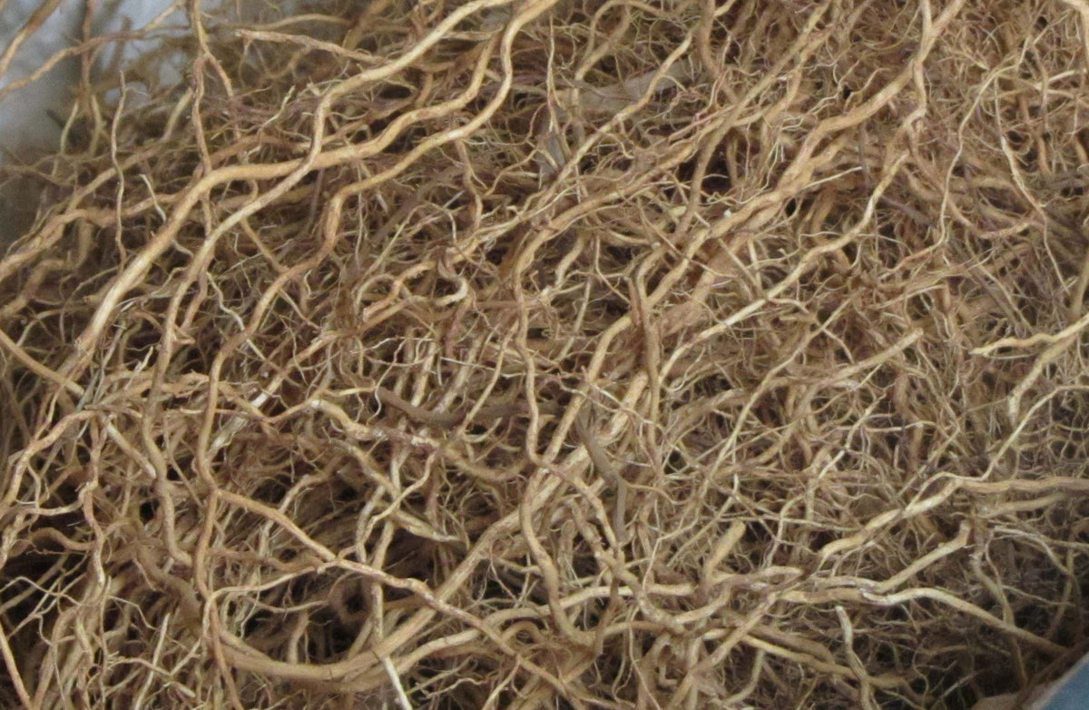 A tangled mass of slender brown vetiver roots