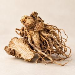 Representative angelica root imagery for fragrance-note discovery