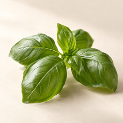 Representative basil imagery for fragrance-note discovery