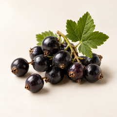 AI-generated representative illustration of blackcurrant for fragrance-note discovery