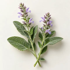 Clary sage leaves representing the clary sage fragrance note