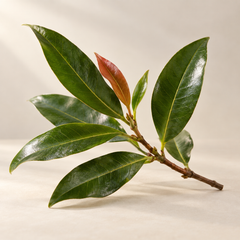 Representative clove leaf imagery for fragrance-note discovery