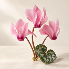 Representative cyclamen imagery for fragrance-note discovery