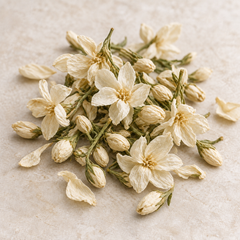 AI-generated representative illustration: Dried ivory jasmine blossoms, representing the Dried Jasmine fragrance note; not a documentary photograph.
