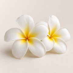 Representative frangipani imagery for fragrance-note discovery