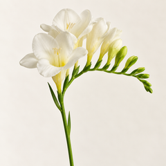 Representative freesia imagery for fragrance-note discovery