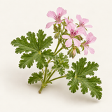 Geranium