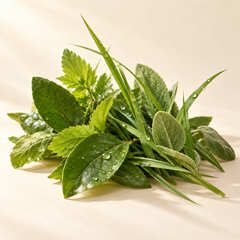 Representative green notes imagery for fragrance-note discovery