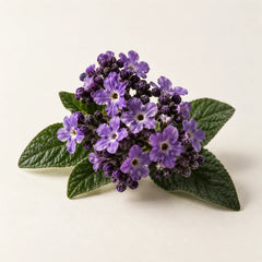 Heliotrope flowers representing the heliotrope fragrance note
