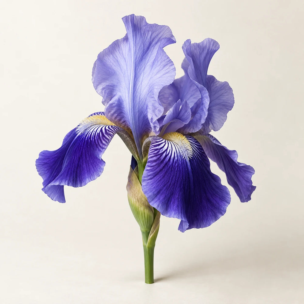 Iris