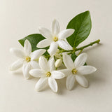 Jasmine