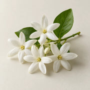 Jasmine