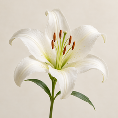 Representative lily imagery for fragrance-note discovery