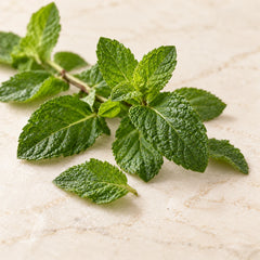 Illustration of fresh mint sprigs and textured leaves representing the mint fragrance note