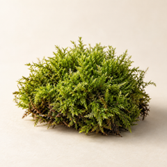 Representative moss imagery for fragrance-note discovery