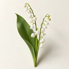 Lily-of-the-valley flowers representing the muguet fragrance note