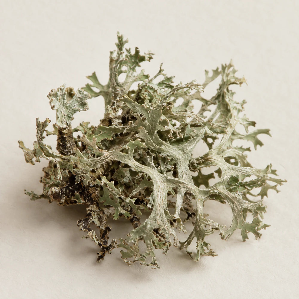 Oakmoss