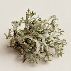 Oakmoss lichen representing the oakmoss fragrance note