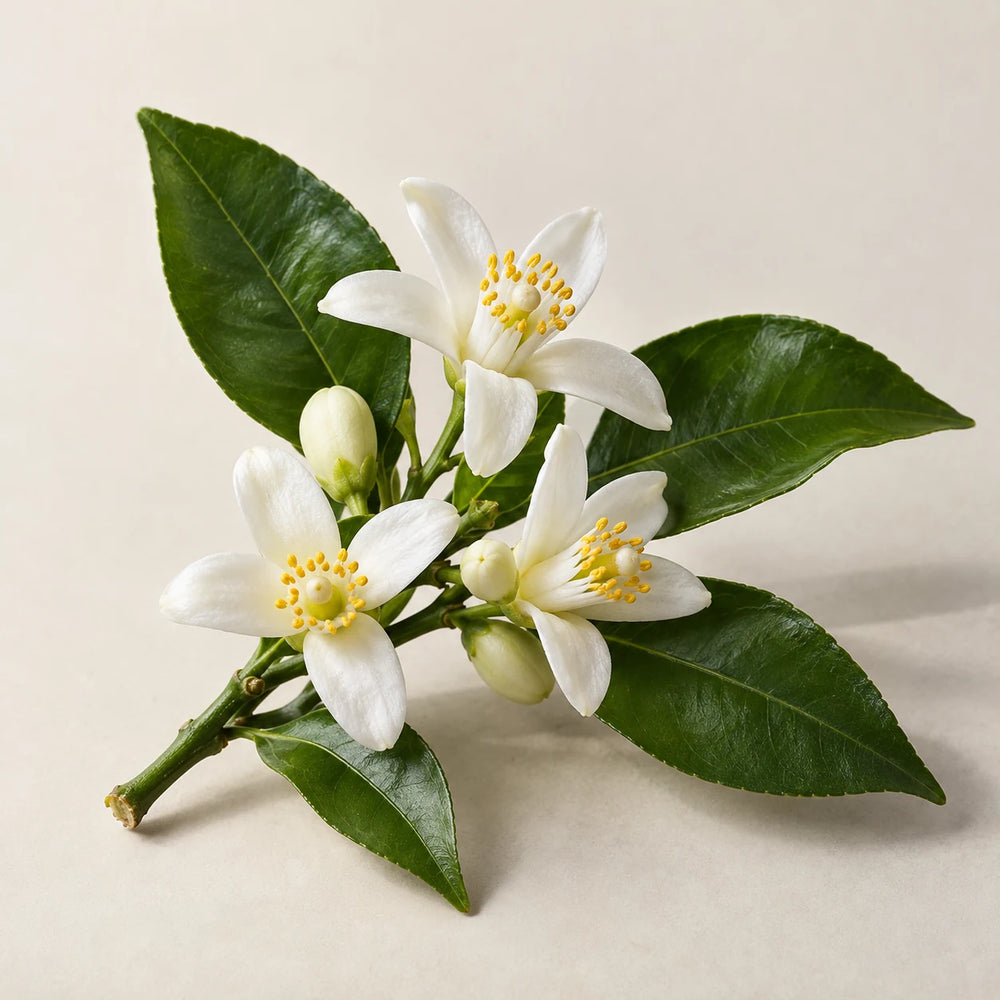 Orange blossom