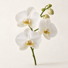 Representative orchid imagery for fragrance-note discovery