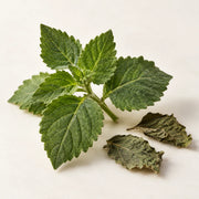 Indonesian patchouli