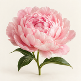 Peony