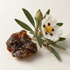 Rockrose leaves and labdanum resin representing the cistus fragrance note