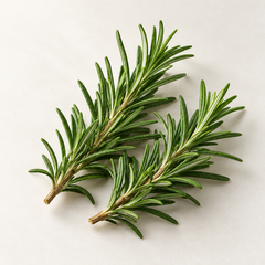 AI-generated representative illustration of rosemary for fragrance-note discovery
