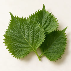 Shiso leaves representing the shiso fragrance note